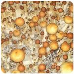 Псилоцибиновые (галлюциногенные)  грибы Psilocybin "Golden Teacher" в Ханты-Мансийске