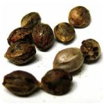 Семена марихуаны АК-47  (Seeds AK-47) в Ханты-Мансийске